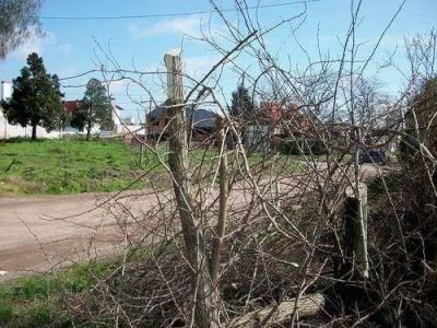 Queja de vecinos por poda de �rboles