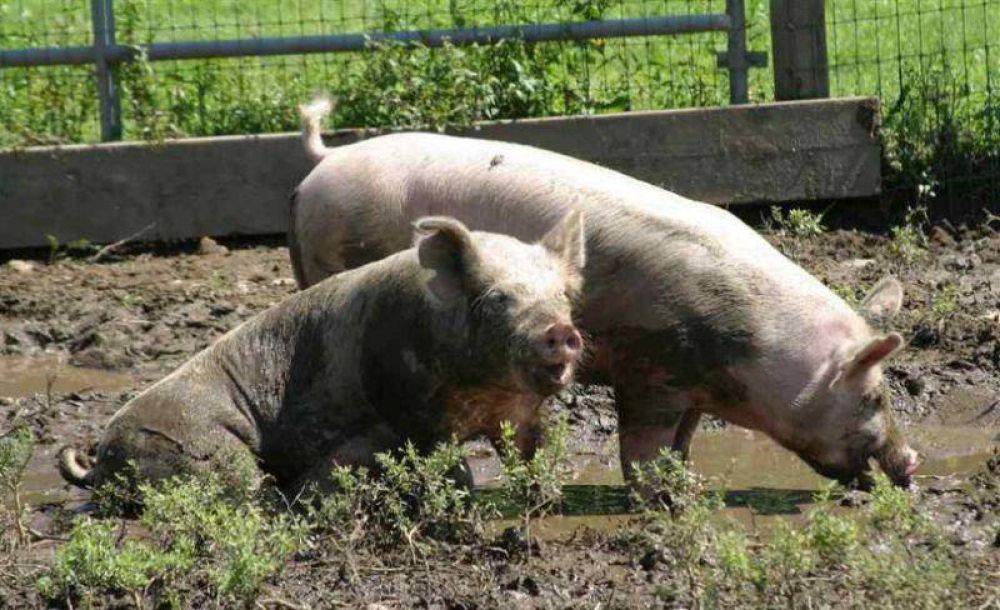 Detectan un caso de triquinosis en un cerdo y ordenan cerrar criadero