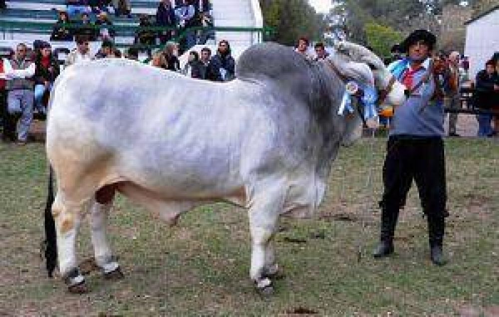 Con la presencia de Llamb�as, se inaugura hoy la 80� exposici�n de la Rural y la 8� nacional Brahman
