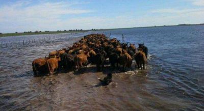 Salado: El agua baja apenas y hablan de una p�rdida de 370 mil terneros