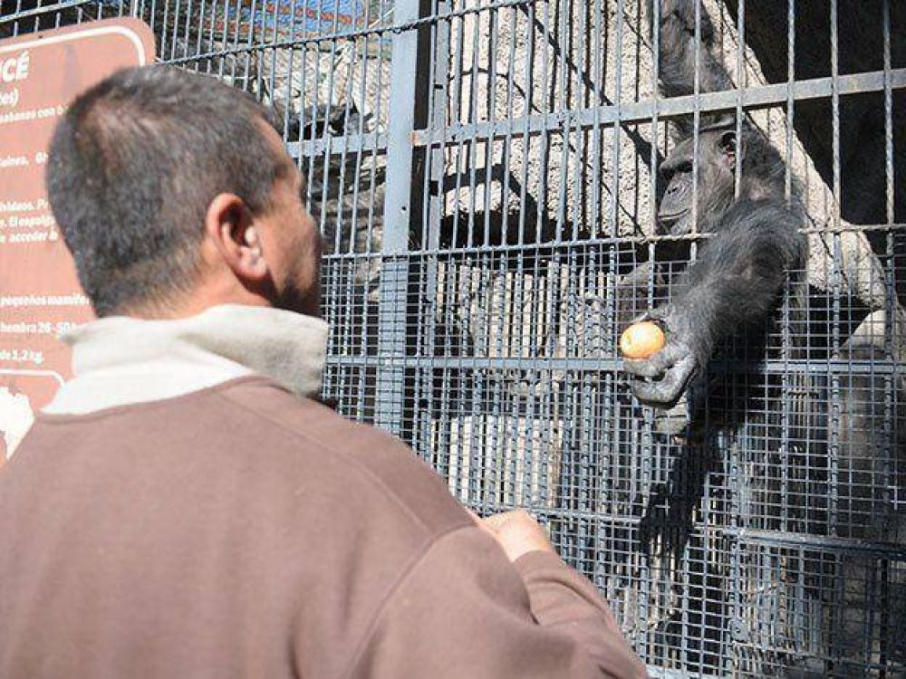 Avanza el plan del gobierno para llevar a la mona Cecilia a R�o Negro pese a un amparo de grupos de animalistas