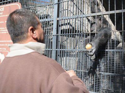 Avanza el plan del gobierno para llevar a la mona Cecilia a R�o Negro pese a un amparo de grupos de animalistas