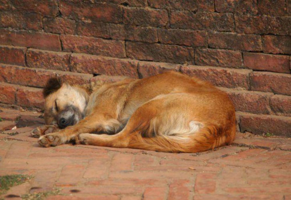 Chile | Un ni�o abandonado fue amamantado por una perra