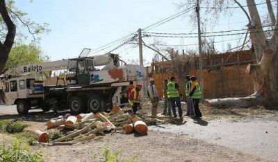 Removieron un �rbol porque hac�a peligrar la integridad de los vecinos