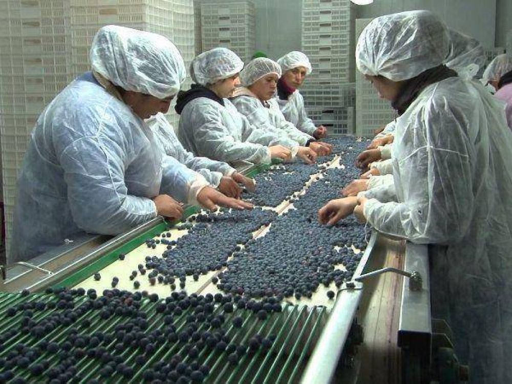 Tucum�n se prepara para una nueva campa�a de exportaci�n de ar�ndanos