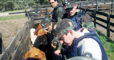 Denuncias cruzadas por vacas secuestradas por la Patrulla Rural en Doyle