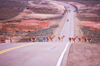 El guanaco: una problem�tica que contin�a sin soluci�n