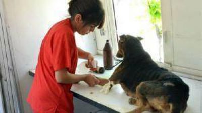 D�nde castrar gratis a tu mascota
