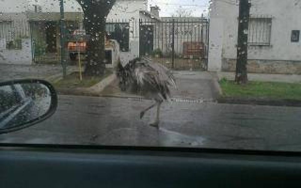 Trenque Lauquen: Encontraron un �and� suelto por la calle