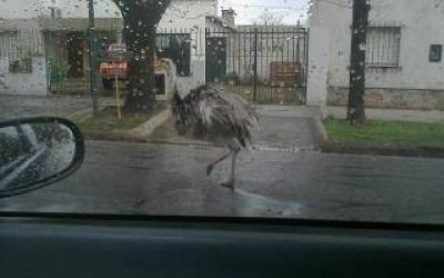 Trenque Lauquen: Encontraron un �and� suelto por la calle