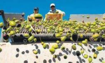 30 millones en cr�ditos blandos para el golpeado sector oliv�cola