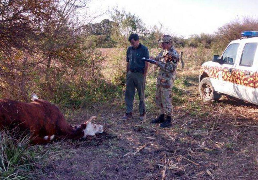 Encontraron una vaca muerta con extra�os cortes en Nogoy�