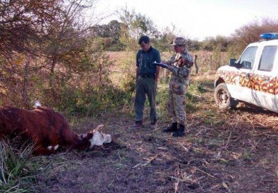 Encontraron una vaca muerta con extra�os cortes en Nogoy�