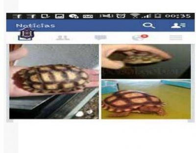 Animales aut�ctonos / En Salta, vend�a tortugas ex�ticas por Facebook: fue detenido