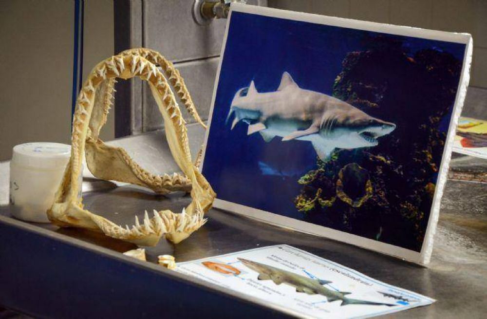 Anuncian la Primera Expo Tibur�n en Plaza del Agua