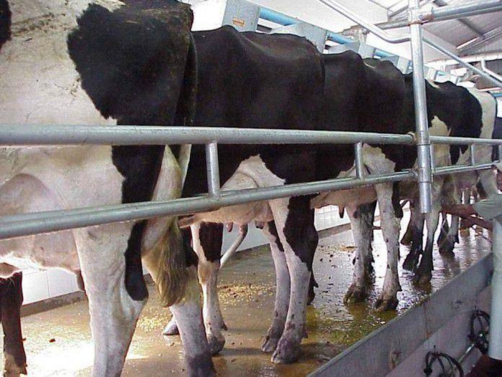 A nivel local vienen cerrando m�s de dos tambos por cada a�o