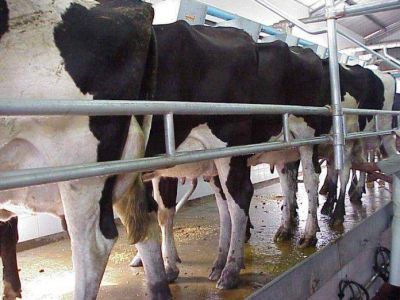 A nivel local vienen cerrando m�s de dos tambos por cada a�o