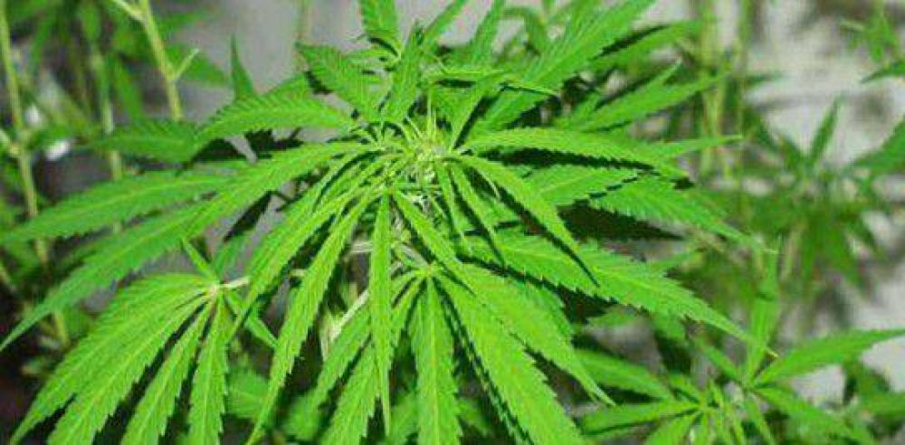 Encuentran una planta de marihuana en la Alcaid�a de Vera