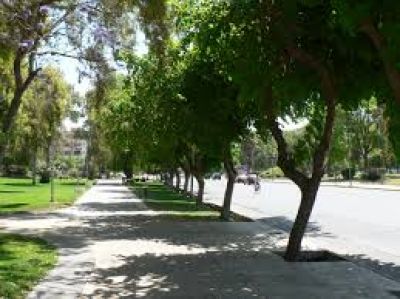 Diputados aprob� el proyecto de arbolado p�blico