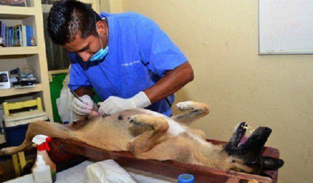 Esterilizaci�n animal: el lunes comienza a atender a las mascotas de Caucete