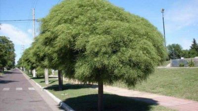 Agroqu�micos: �No defienden la Salud�