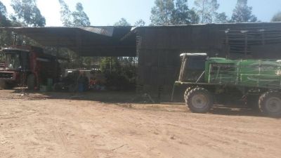 Detectan trabajo infantil en finca de Los Altos