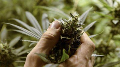 Uruguay vender� marihuana en 2016 y una empresa argentina ser� productora