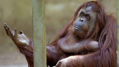 La orangutana Sandra dejar� el Zoo para vivir en un santuario de Brasil