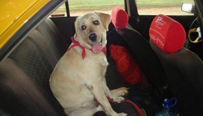 C�rdoba se sumar�a a Rosario y permitir�a trasladar mascotas en los taxis