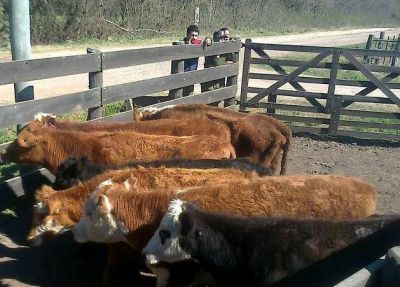 San Pedro. Secuestran vacas orejanas en la costa del riacho Baradero