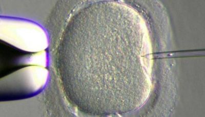 Fertilizaci�n: ya comenzaron los tratamientos gratuitos