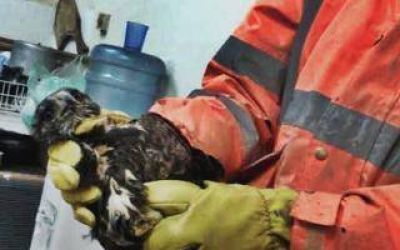 Bah�a Blanca: Encontr� un pich�n de �guila en el patio y pidi� ayuda al 911