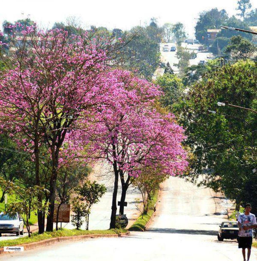En Posadas, se plantan diez mil �rboles por a�o en distintos puntos de la ciudad
