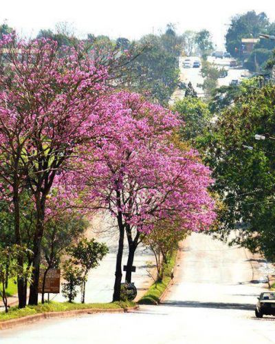 En Posadas, se plantan diez mil �rboles por a�o en distintos puntos de la ciudad