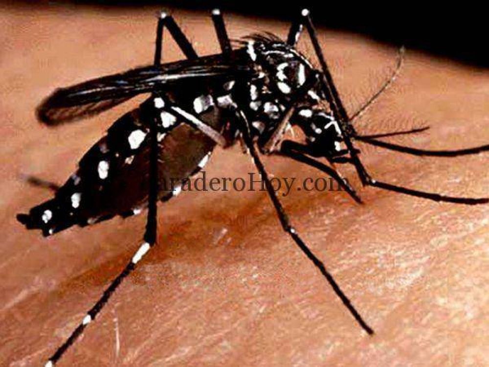 En primavera aumenta el riesgo de Dengue, Chikungunya y del virus llamado Zika