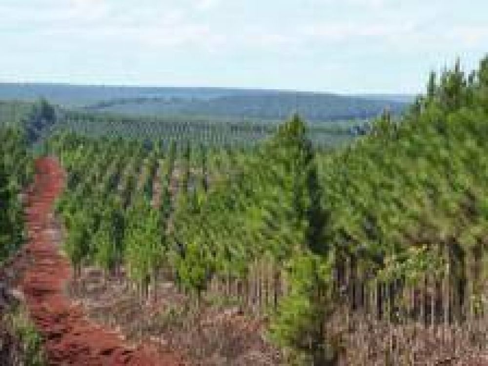 Se pagaron 12 millones de pesos en planes forestales y hay una �acreencia importante�