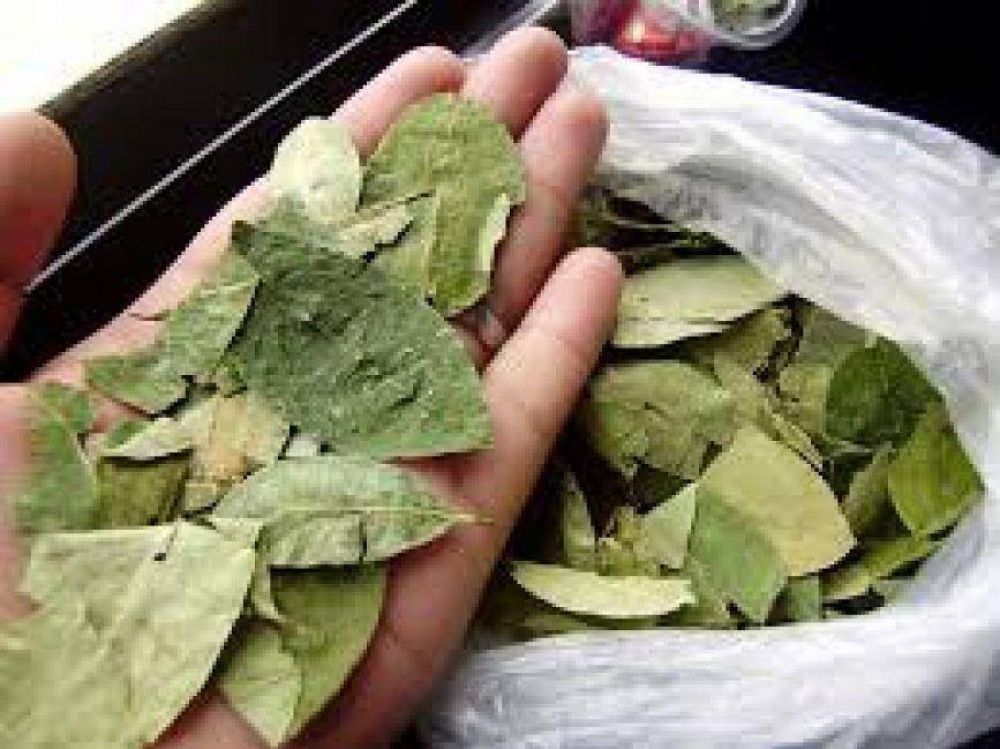 David, Olmedo y Nanni quieren legalizar el ingreso de hojas de coca