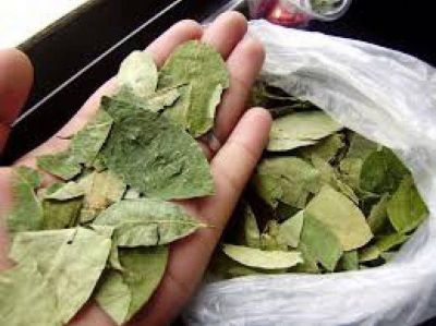 David, Olmedo y Nanni quieren legalizar el ingreso de hojas de coca