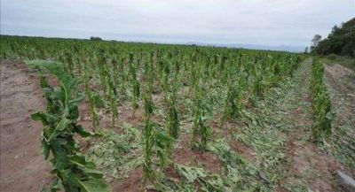 Piden fondos que a�n no se enviaron a tabacaleros