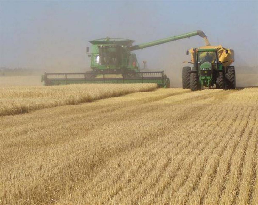 Destacan el buen momento del cultivo de trigo en la provincia 