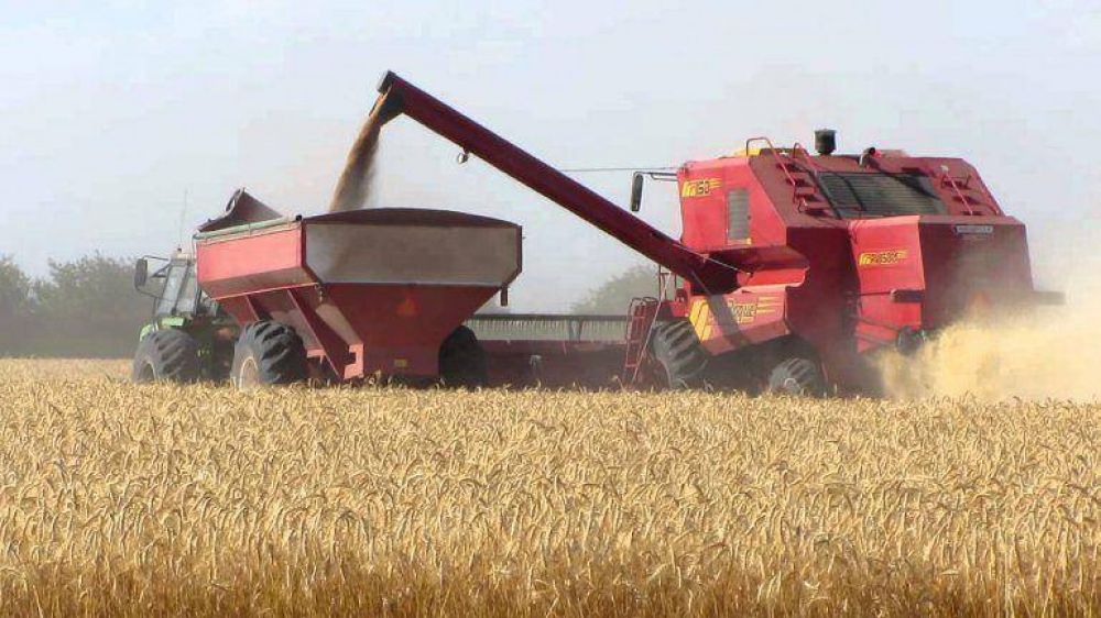Se redujo hasta un 30% el �rea de siembra de trigo en Olavarr�a