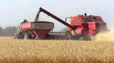 Se redujo hasta un 30% el �rea de siembra de trigo en Olavarr�a
