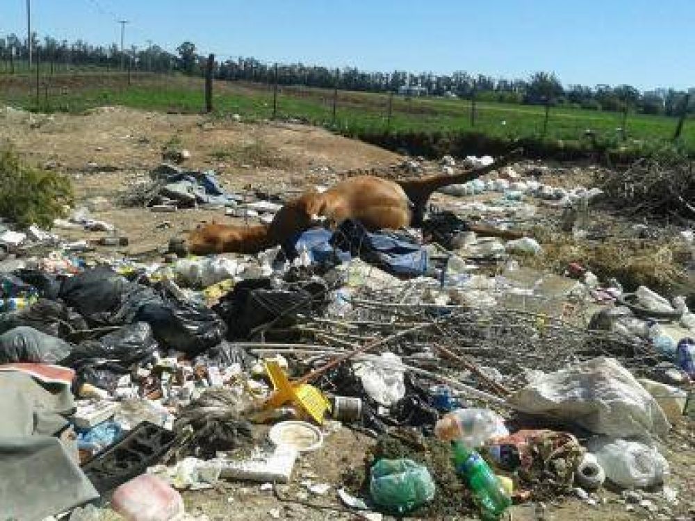 Mascotandil denuncia basureros clandestinos