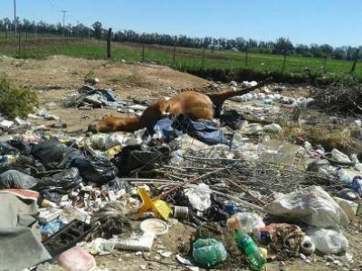 Mascotandil denuncia basureros clandestinos