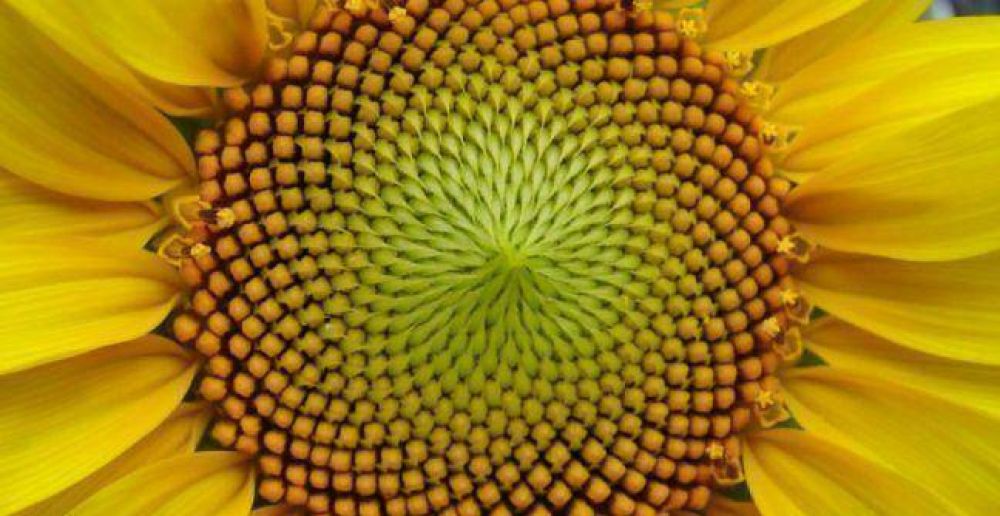 La siembra de girasol ser� menor a la del a�o pasado en Entre R�os 