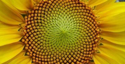 La siembra de girasol ser� menor a la del a�o pasado en Entre R�os 