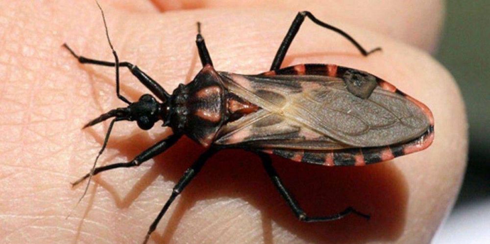 Ateneo conjunto sobre el Chagas, a trav�s de la Fundaci�n OSDE