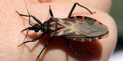 Ateneo conjunto sobre el Chagas, a trav�s de la Fundaci�n OSDE
