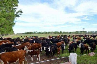 IMPORTANTE RECONOCIMIENTO PARA PRODUCTORES AGROPECUARIOS DE BRAGADO POR UN PROYECTO GANADERO