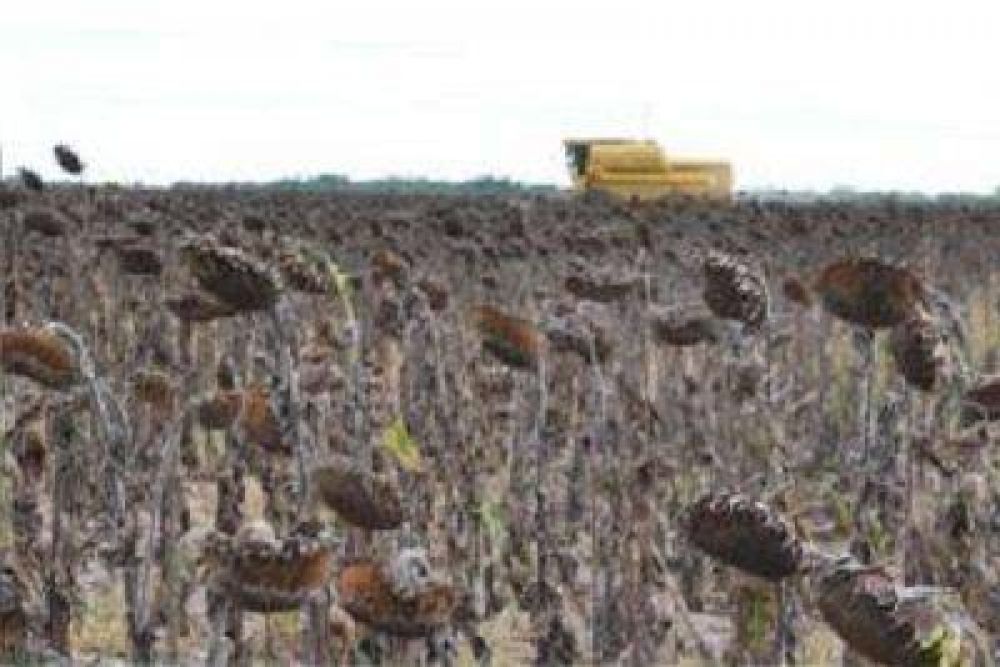Primicia girasolera en el Chaco: Productor bre�ense obtuvo 2.400 kilos por hect�rea